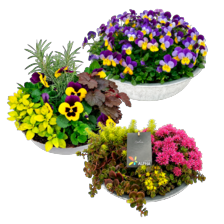 Violen, Sedum of Capsicum in schaal